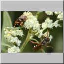 Mellinus crabroneus - Grabwespe w09 12mm - OS-Wallenhorst Sandgrube.jpg